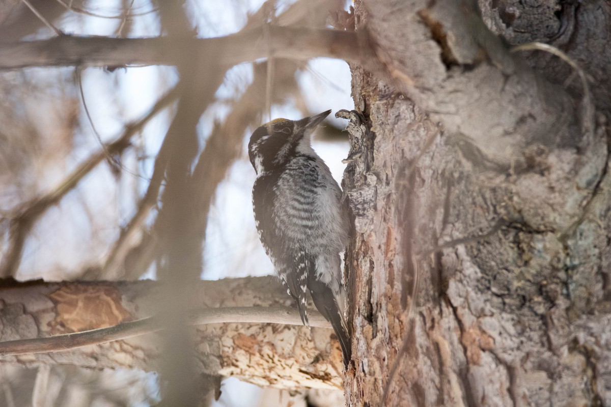American Three-toed Woodpecker - Yannick Fleury