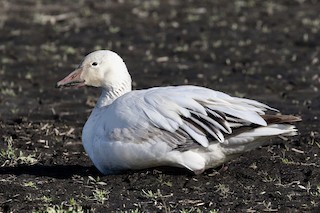 Snow Goose, ML95935191