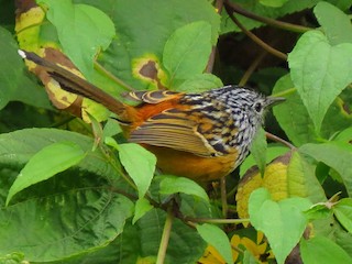  - Santa Marta Antbird