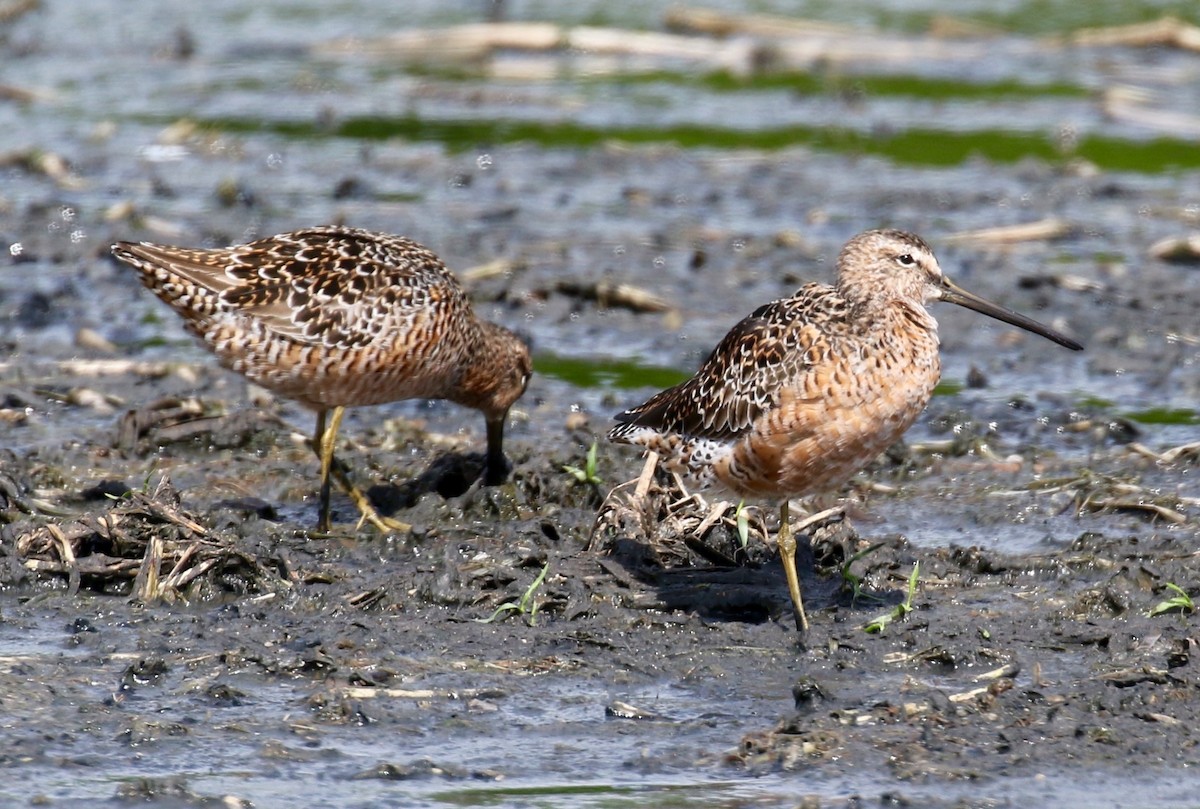 Long-billed Dowitcher - ML95937731