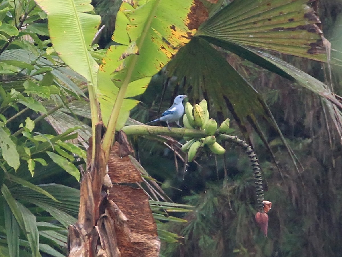 Blue-gray Tanager (White-edged) - ML95939451