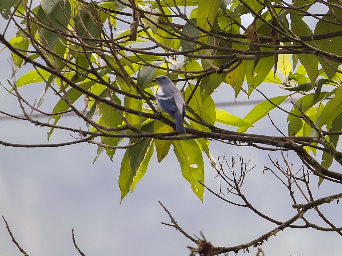 Blue-gray Tanager (White-edged) - Mary Clausen