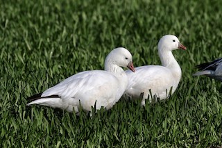 Ross's Goose, ML95940231