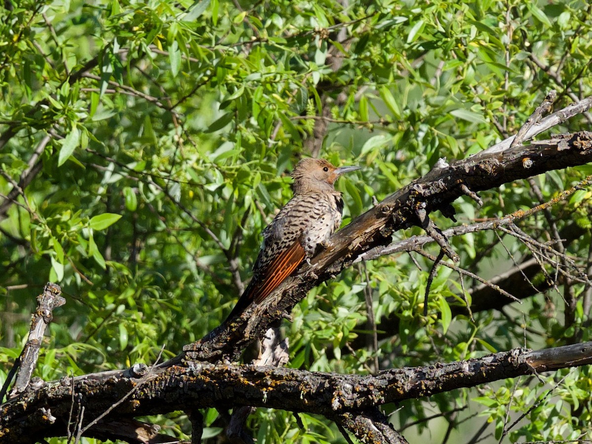 Northern Flicker (Red-shafted) - ML95940691