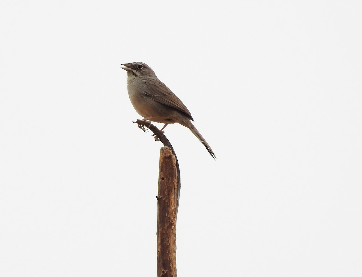 Rufous-crowned Sparrow - ellen horak