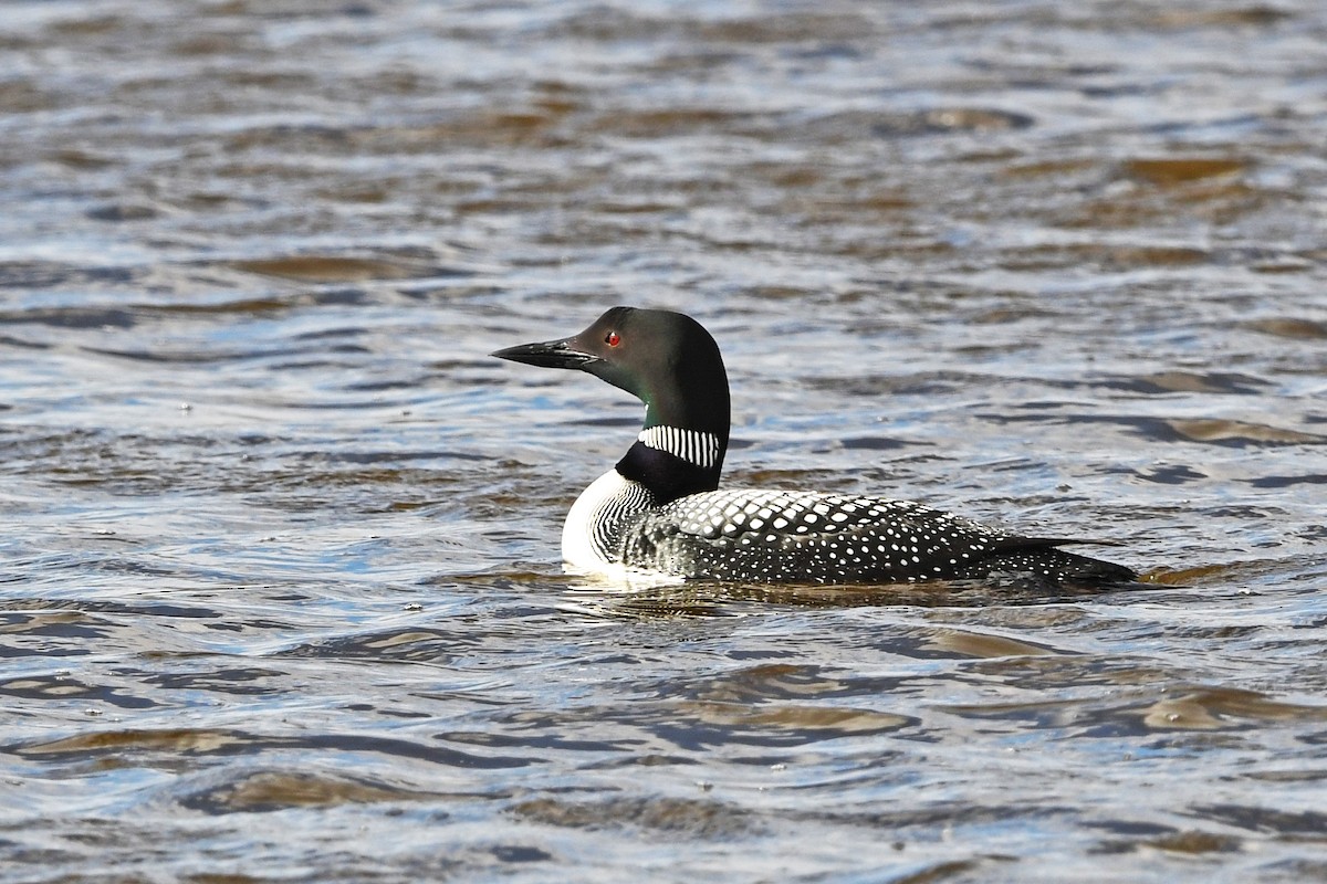 Common Loon - Chris Rees