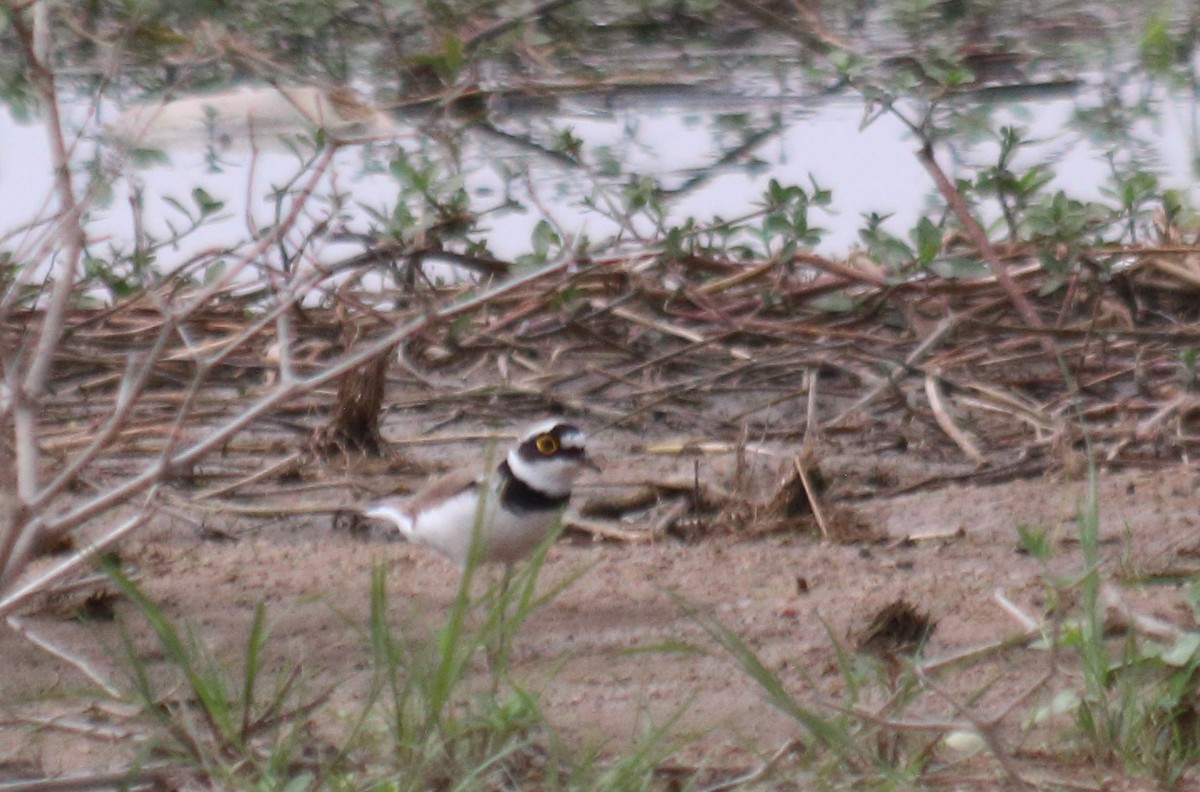 Little Ringed Plover - Anonymous eDipper