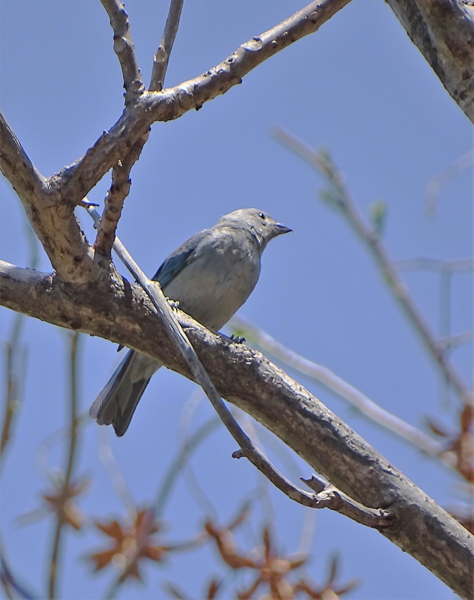 Blue-gray Tanager - Alfonso Auerbach