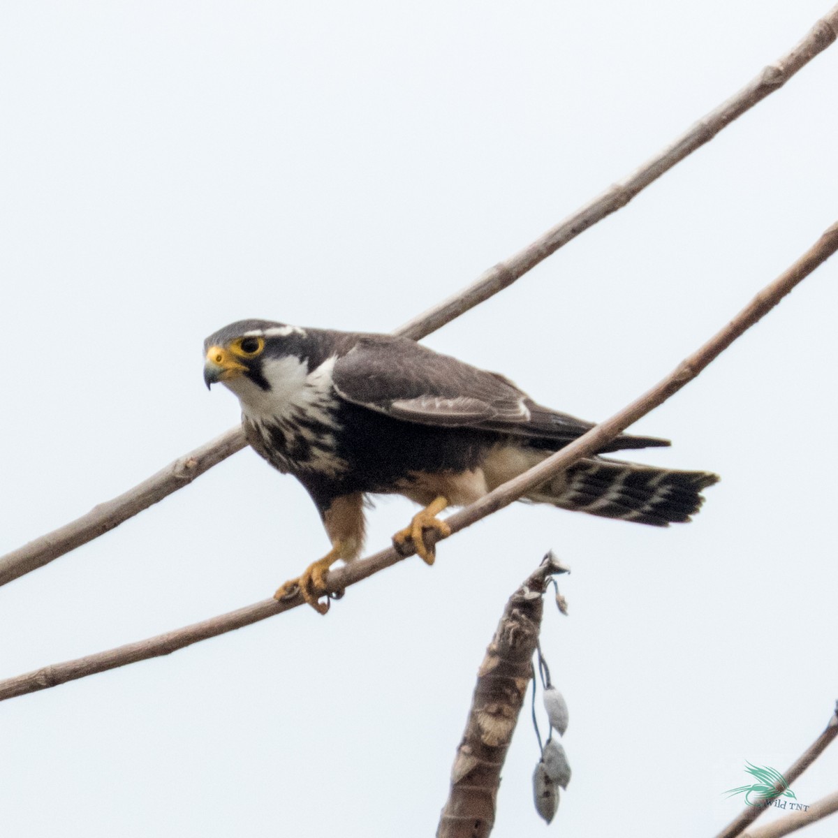 Aplomado Falcon - Kamal Mahabir