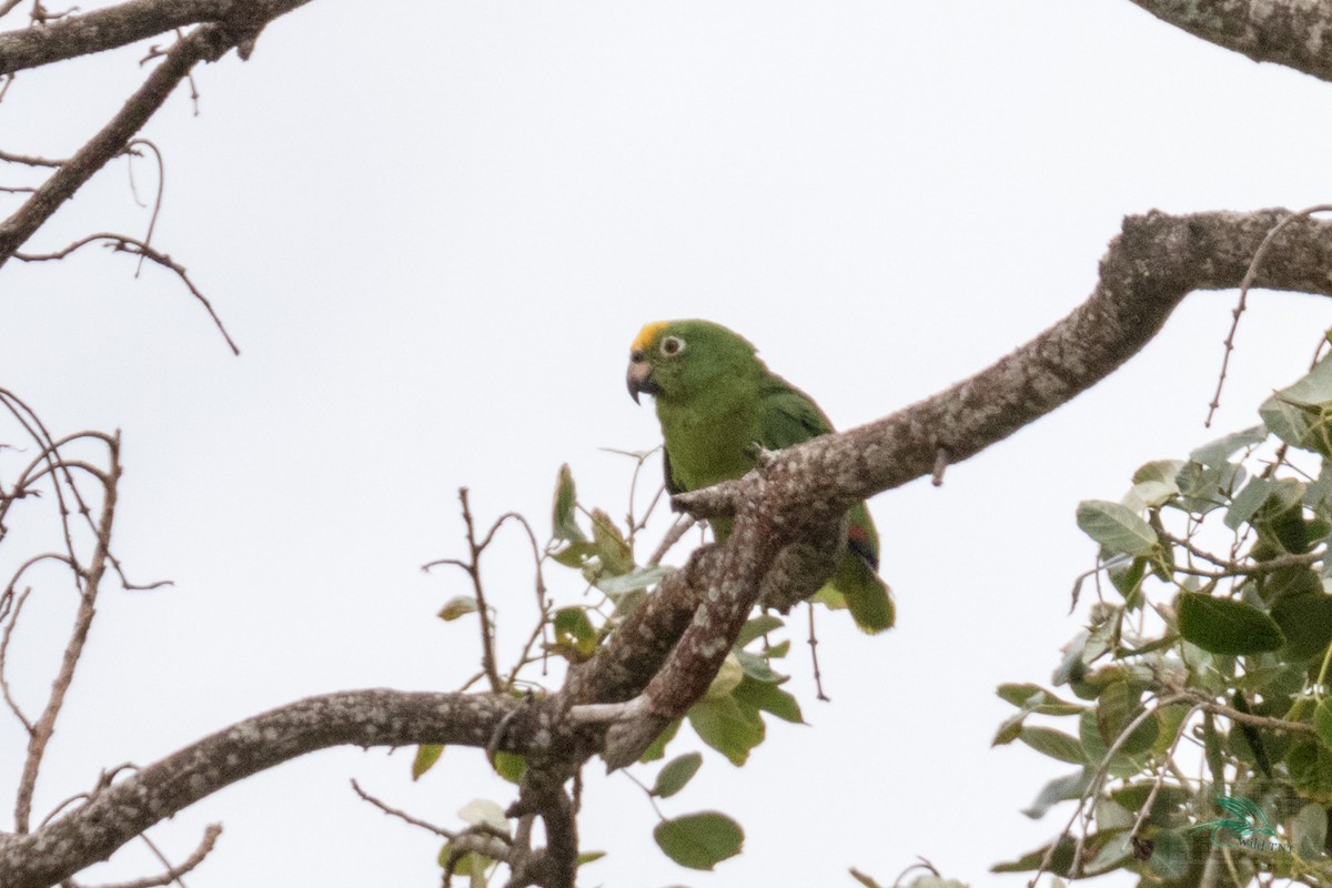 Yellow-crowned Parrot - ML95950411