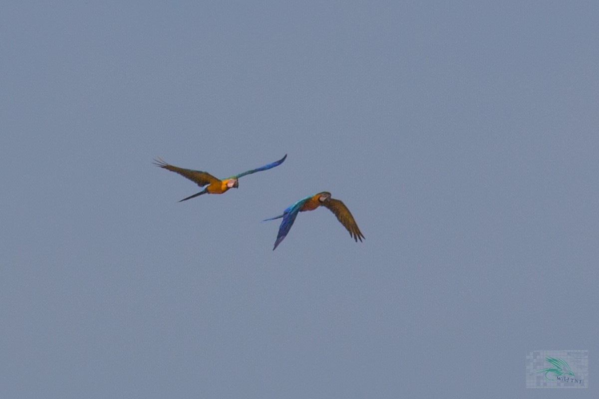 Blue-and-yellow Macaw - ML95950471