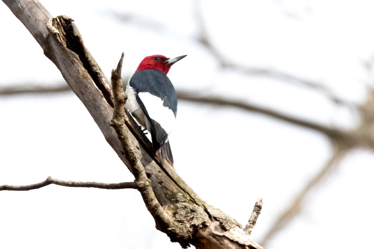 Red-headed Woodpecker - ML95950911