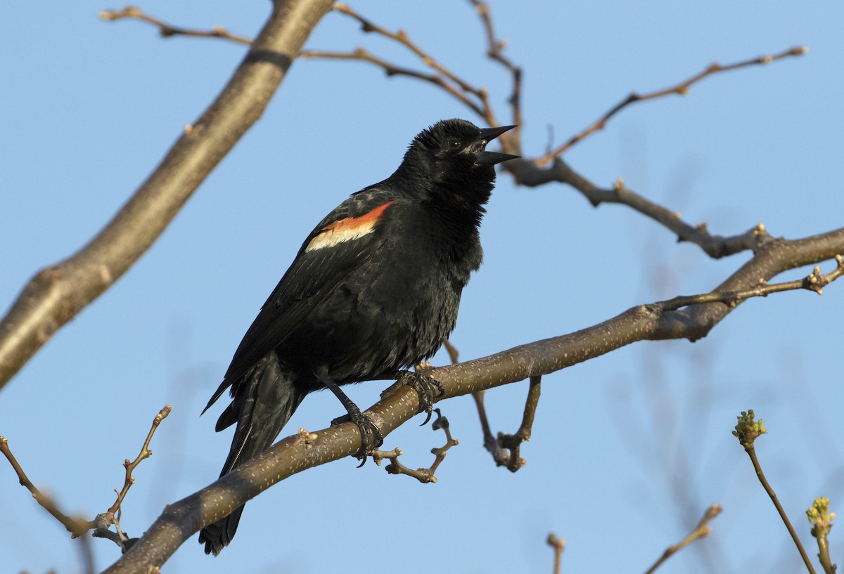 Red-winged Blackbird - Heather Wolf