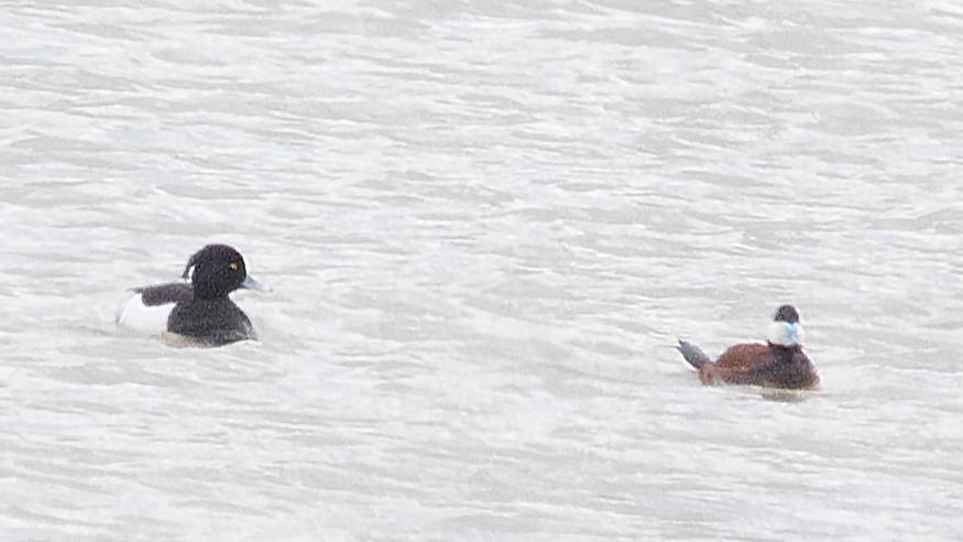 Tufted Duck - ML95953011