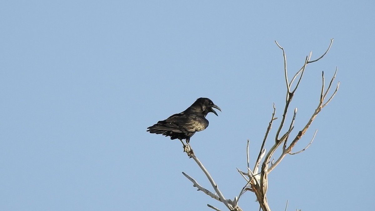 Common Raven - ML95953021
