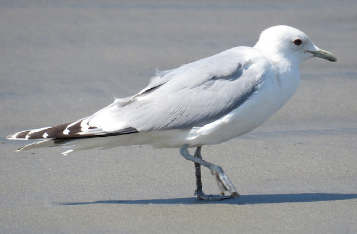 Short-billed Gull - Molly Sultany
