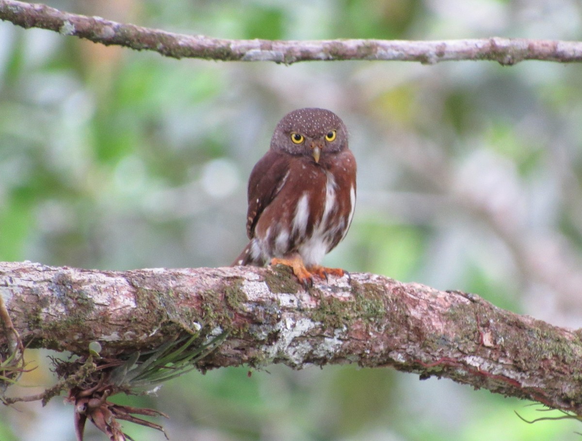 Central American Pygmy-Owl - Jim Zook