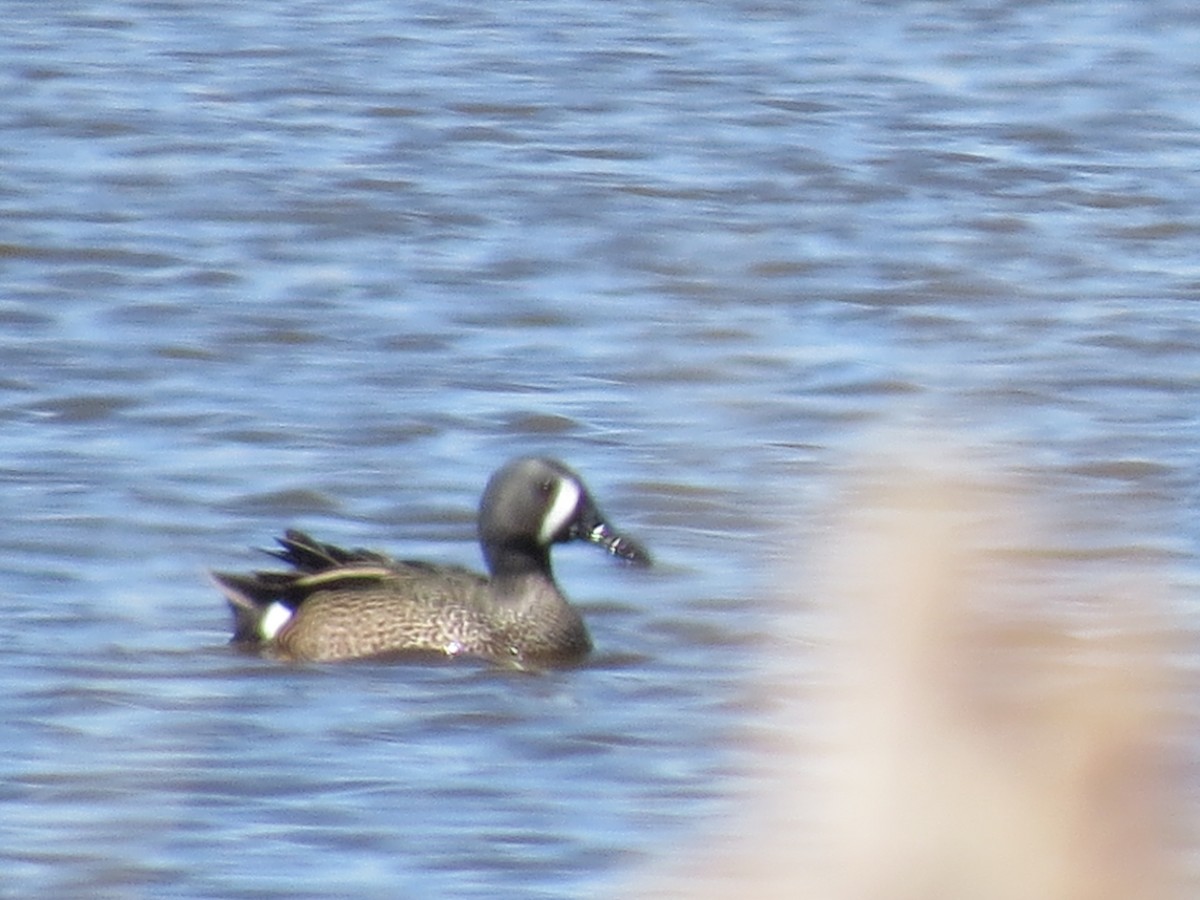 Blue-winged Teal - ML95956861