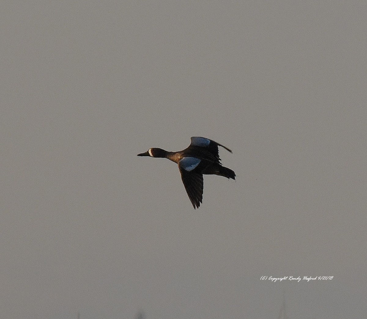 Blue-winged Teal - ML95956951