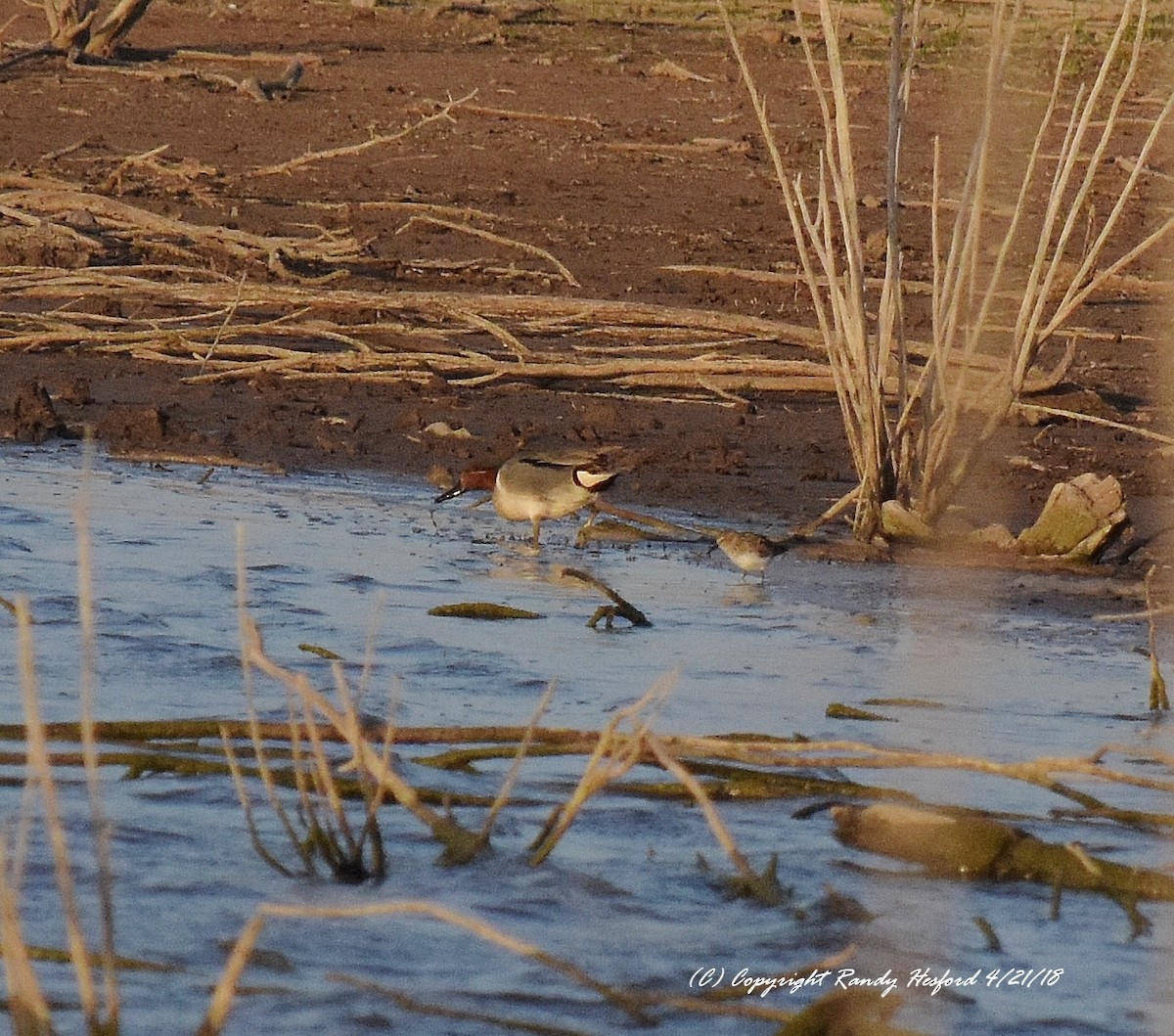 Green-winged Teal - ML95957051