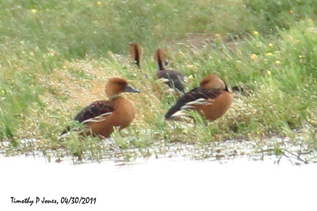 Fulvous Whistling-Duck - ML95958191