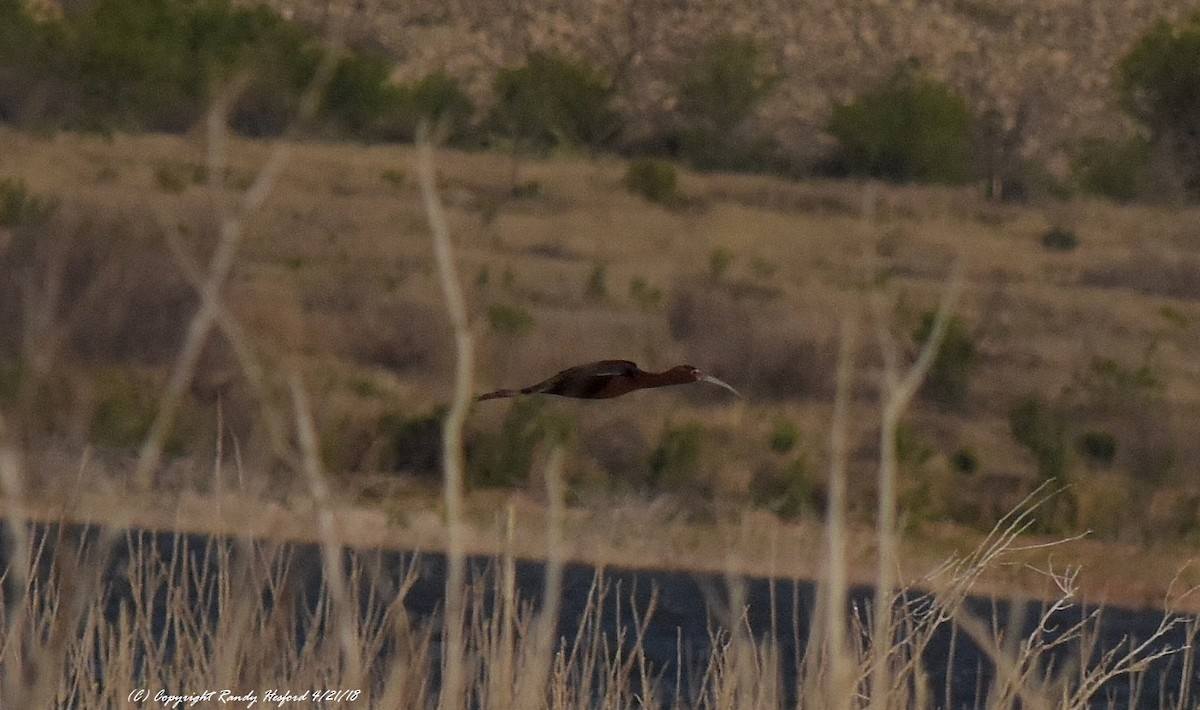 ibis americký - ML95959001