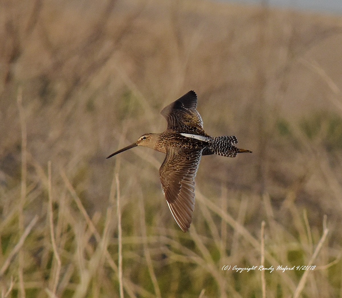 Long-billed Dowitcher - Randy Hesford