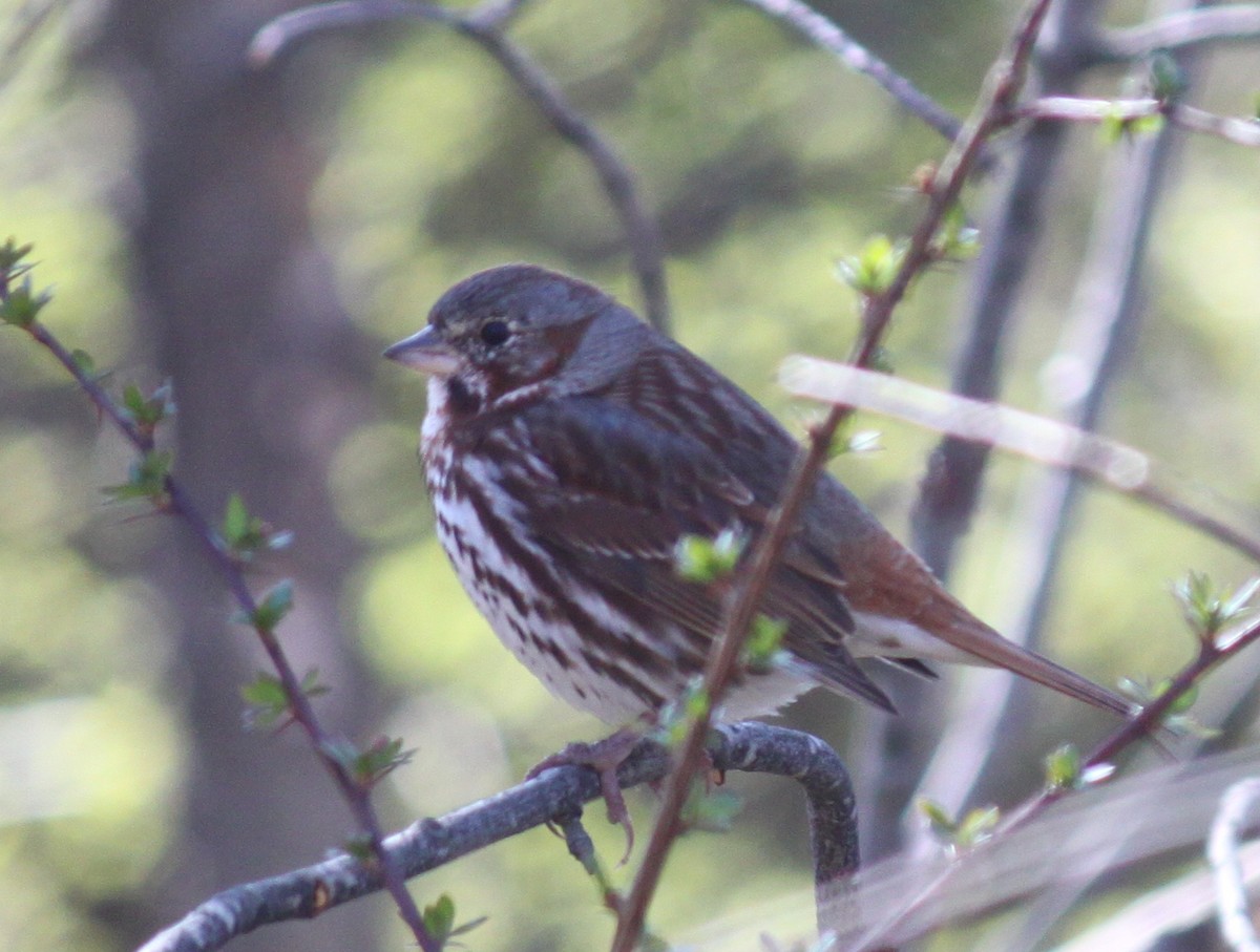 Fox Sparrow (Red) - ML95960871