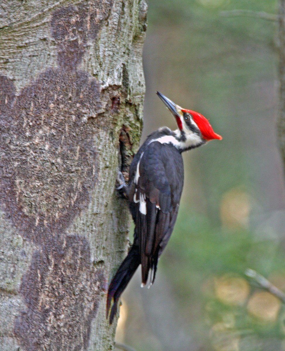 Pileated Woodpecker - John Carter