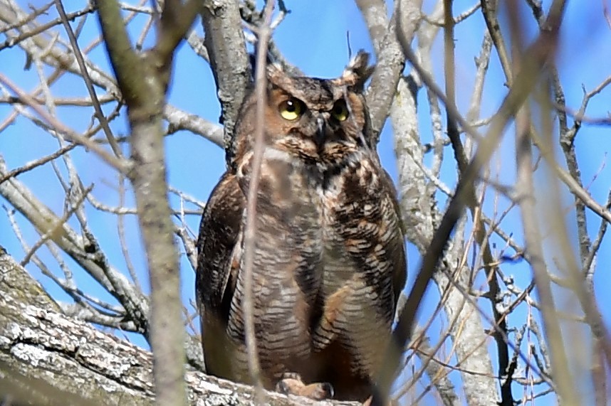 Great Horned Owl - ML95968571