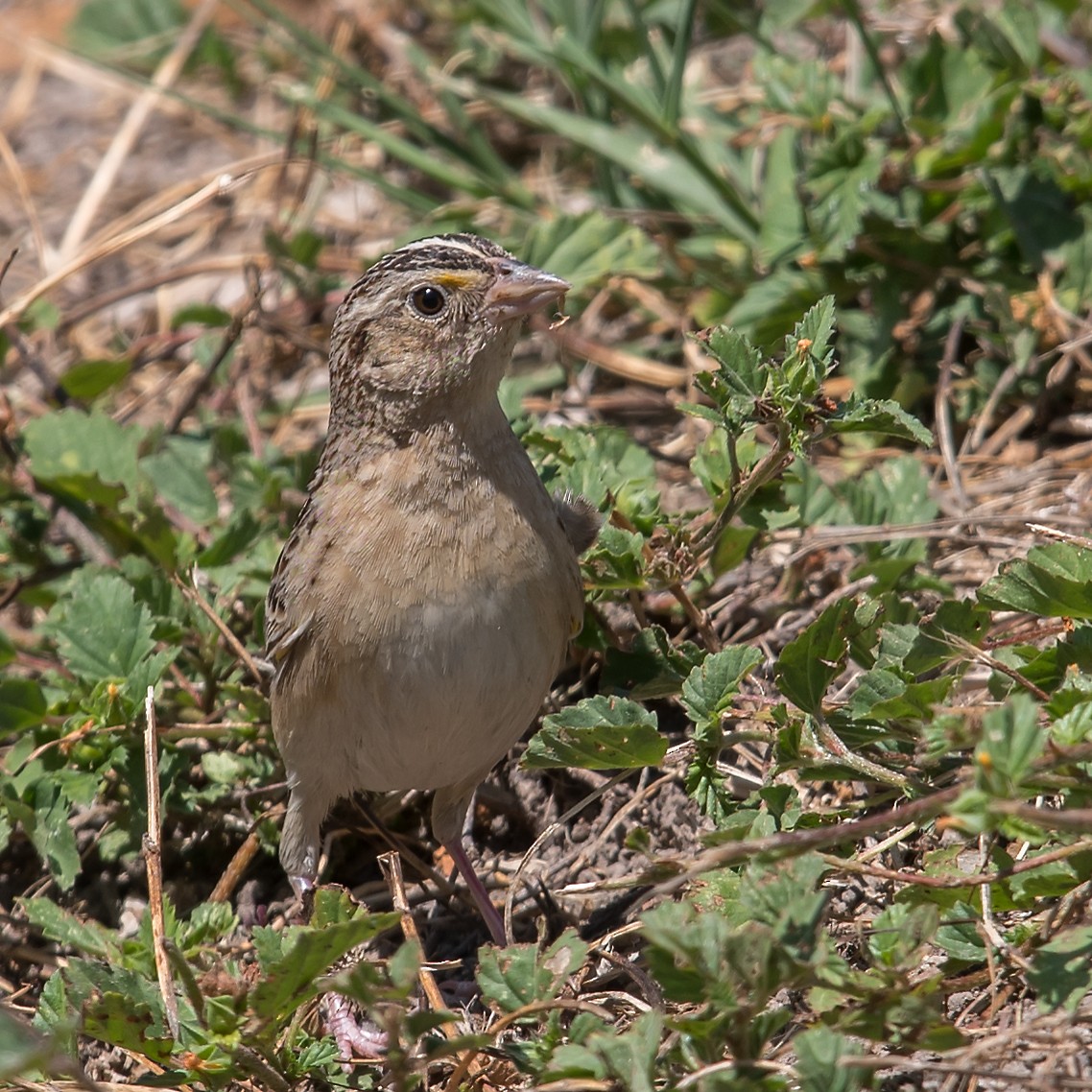 Grasshopper Sparrow - ML95969511
