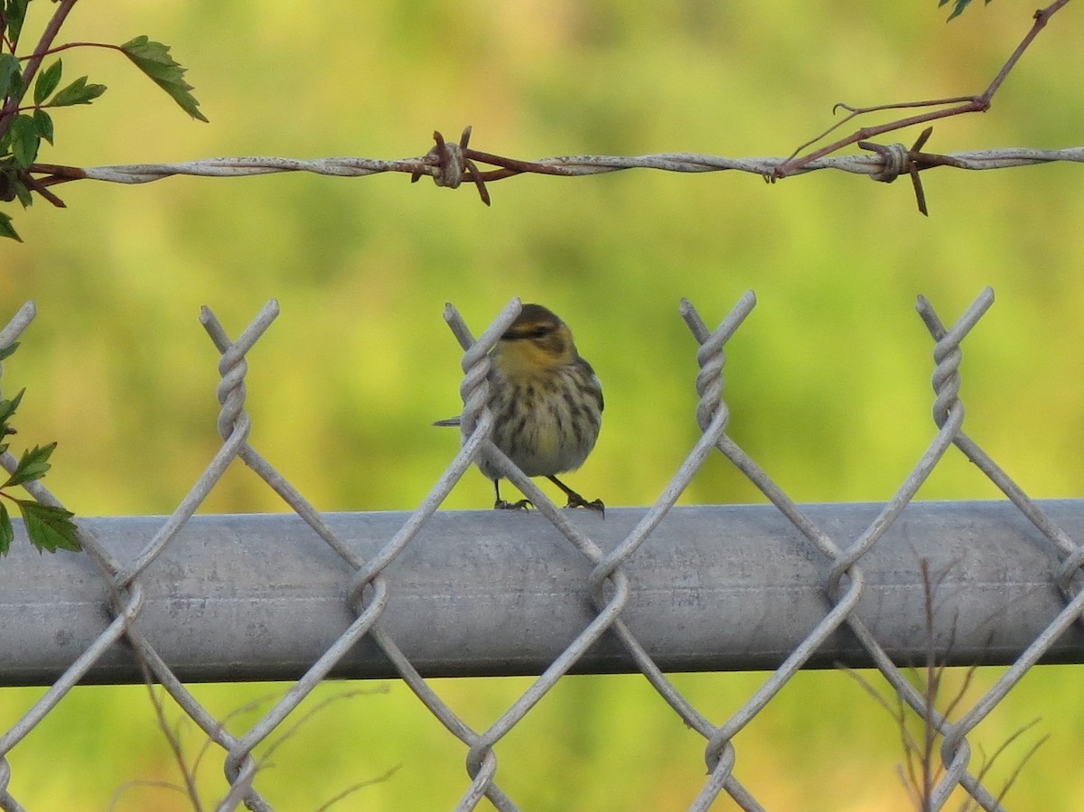 Cape May Warbler - ML95969611