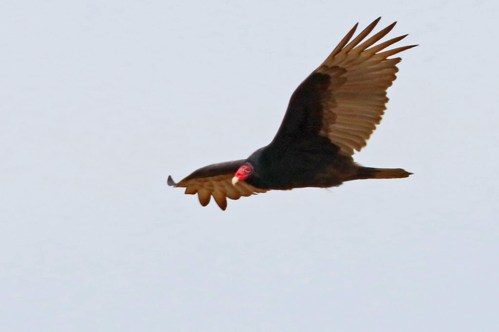 Turkey Vulture - ML95970161