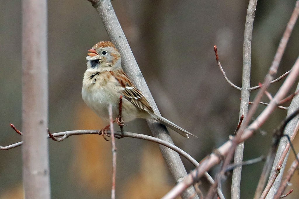 Field Sparrow - BirdClass 2019