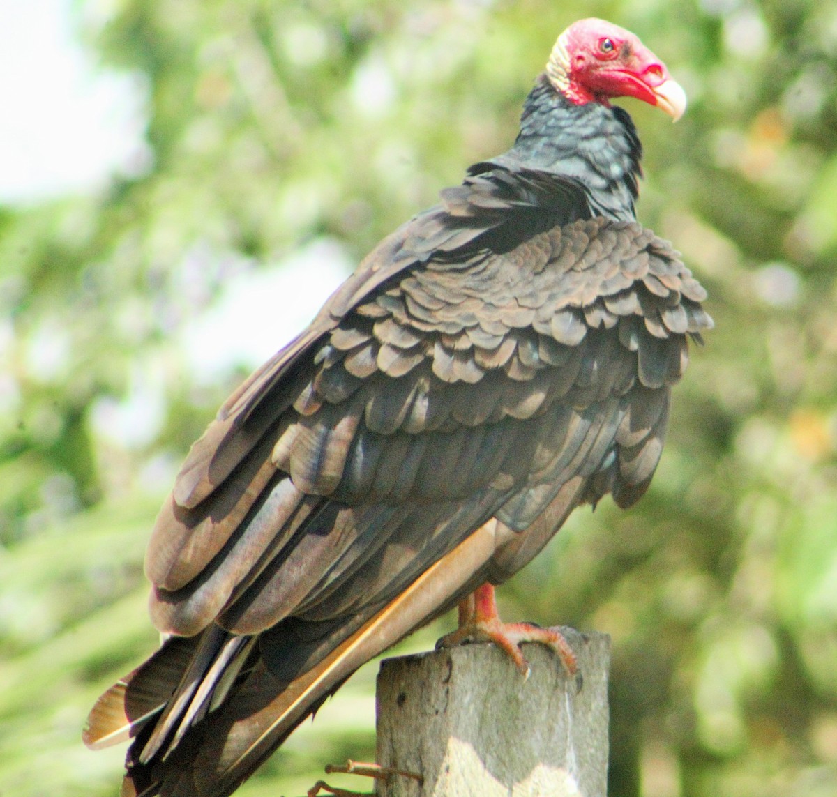 Turkey Vulture - RUBEN DELZO PONCE