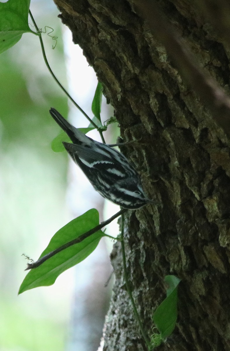 Black-and-white Warbler - ML95973181