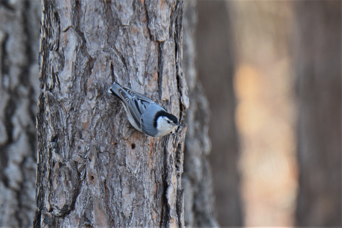 White-breasted Nuthatch - Ken Milender