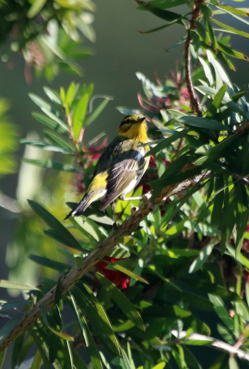 Cape May Warbler - ML95974291