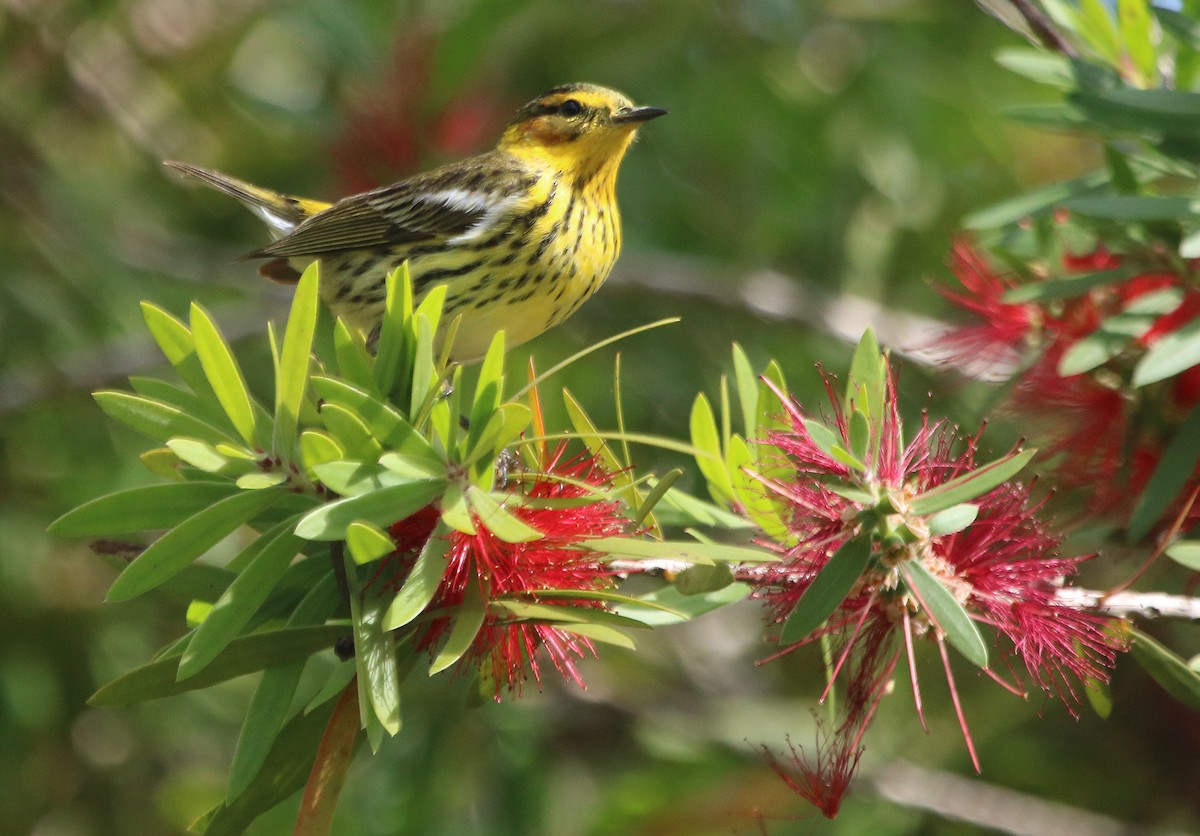 Cape May Warbler - ML95974311