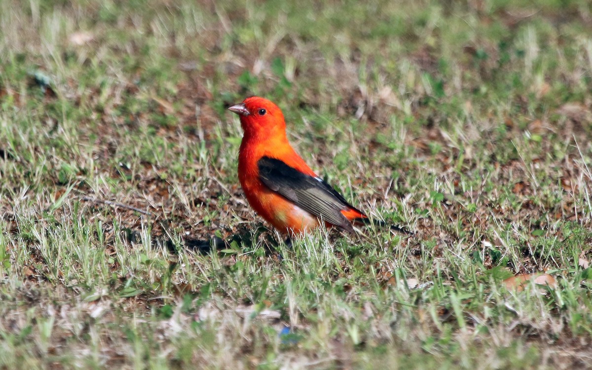 Scarlet Tanager - ML95975811