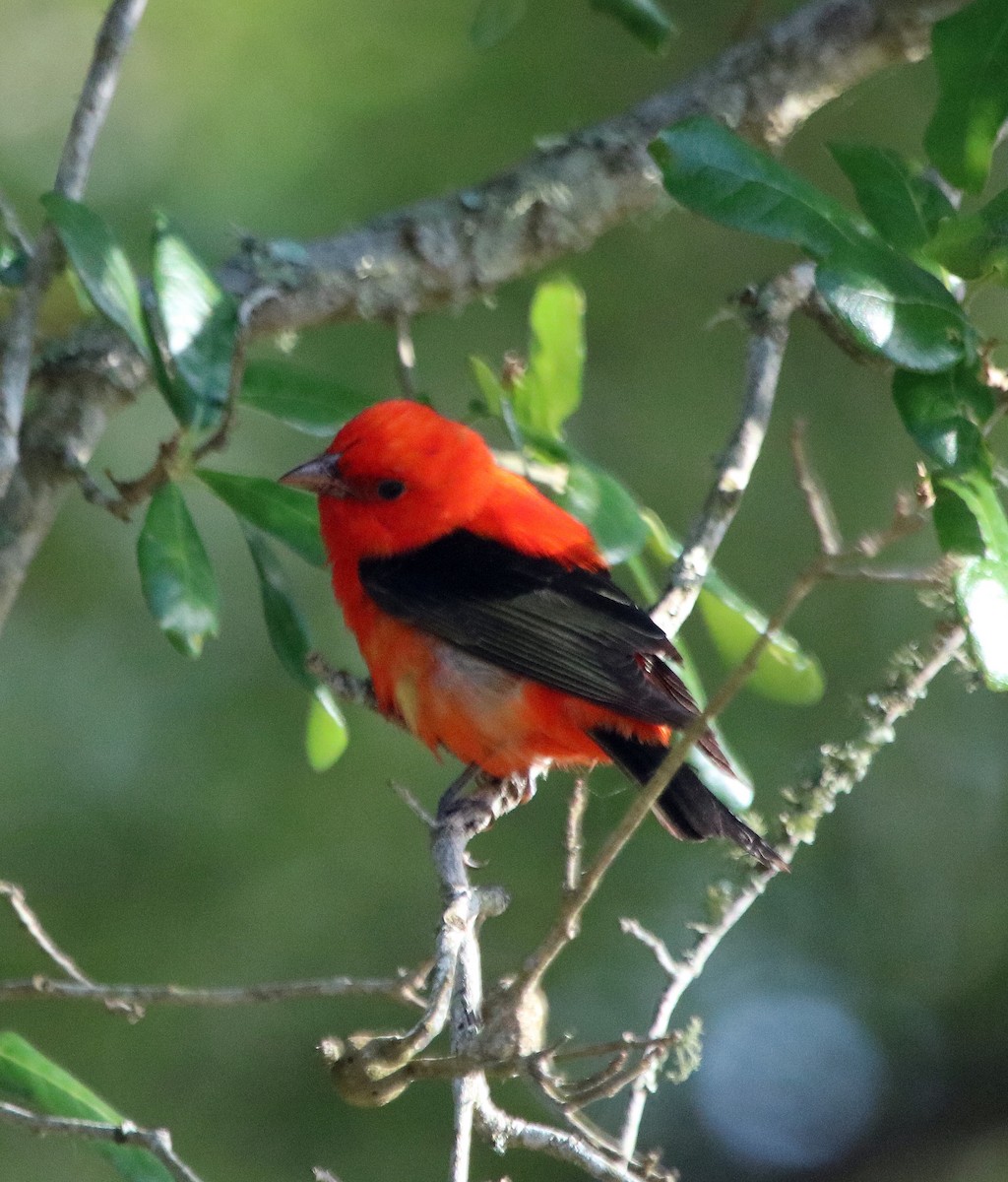 Scarlet Tanager - ML95975851