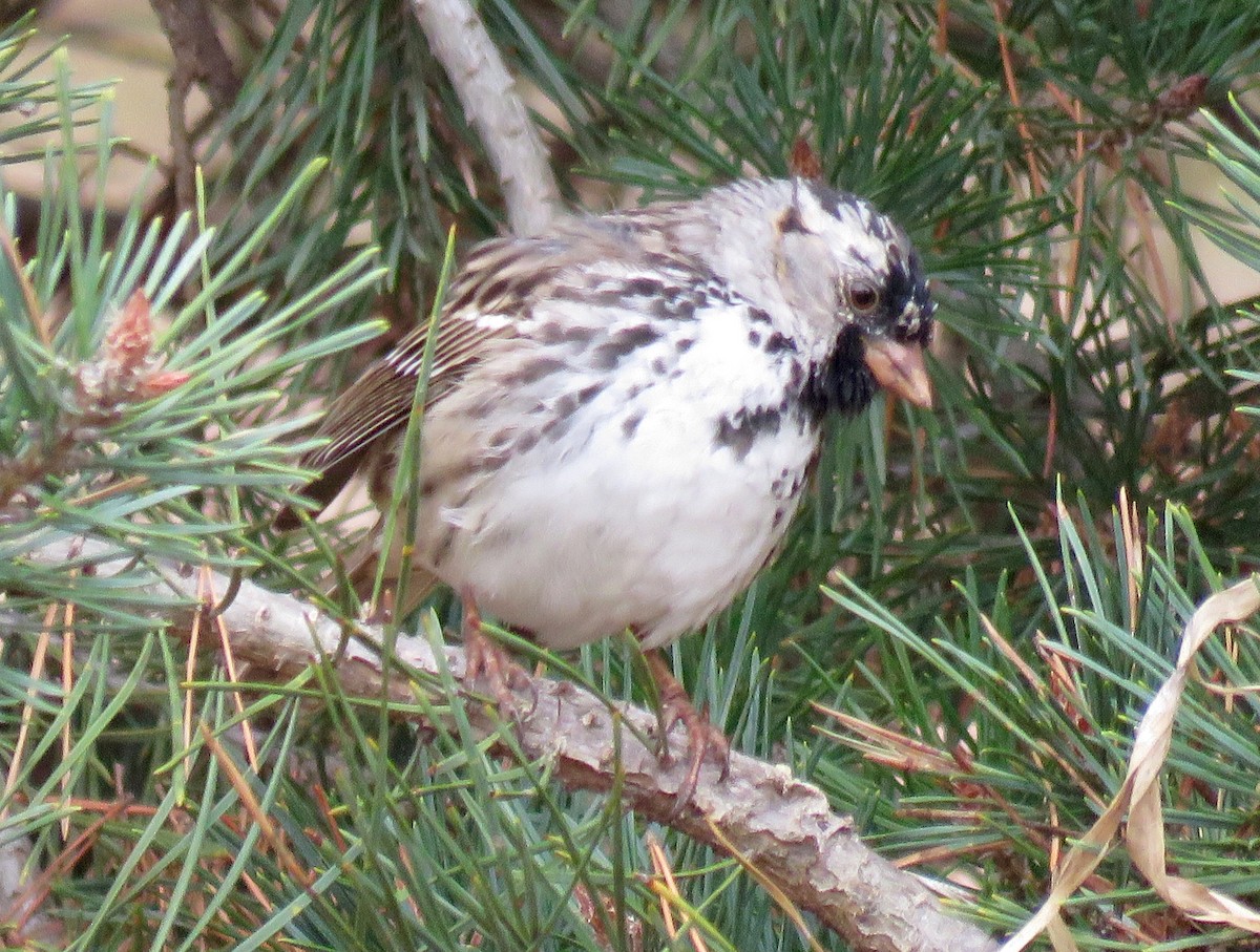 Harris's Sparrow - ML95976231