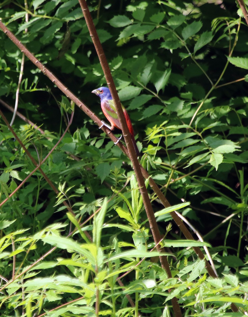 Painted Bunting - ML95977141