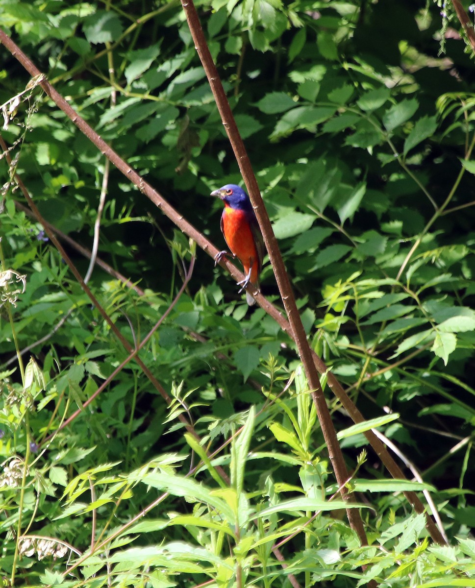 Painted Bunting - ML95977171