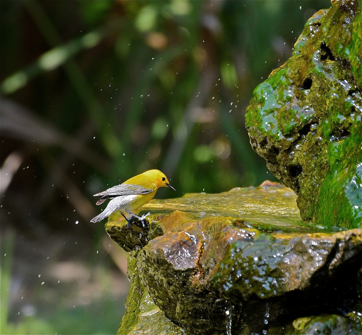 Prothonotary Warbler - Suzanne Zuckerman