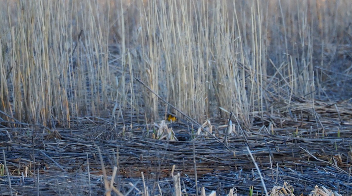 Yellow-headed Blackbird - ML95985581