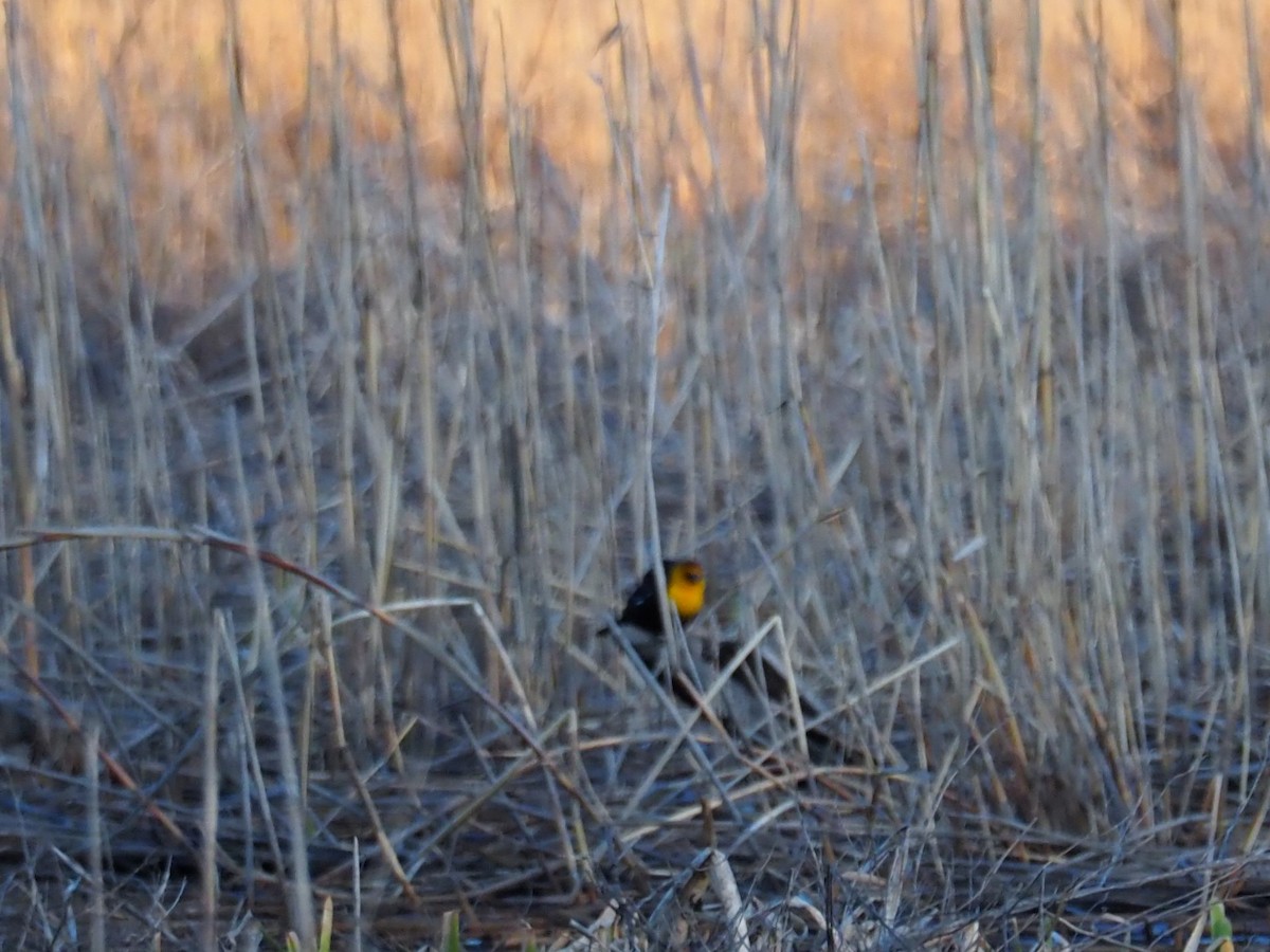 Yellow-headed Blackbird - ML95985631