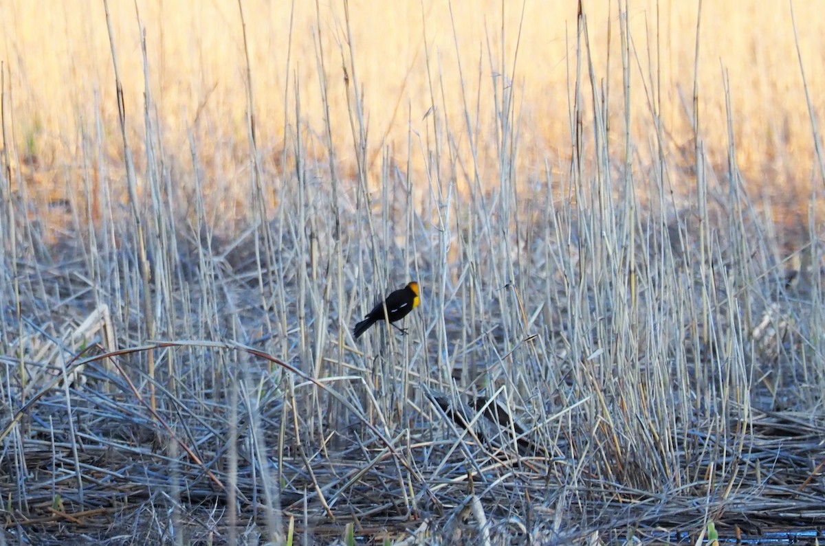 Yellow-headed Blackbird - ML95985641