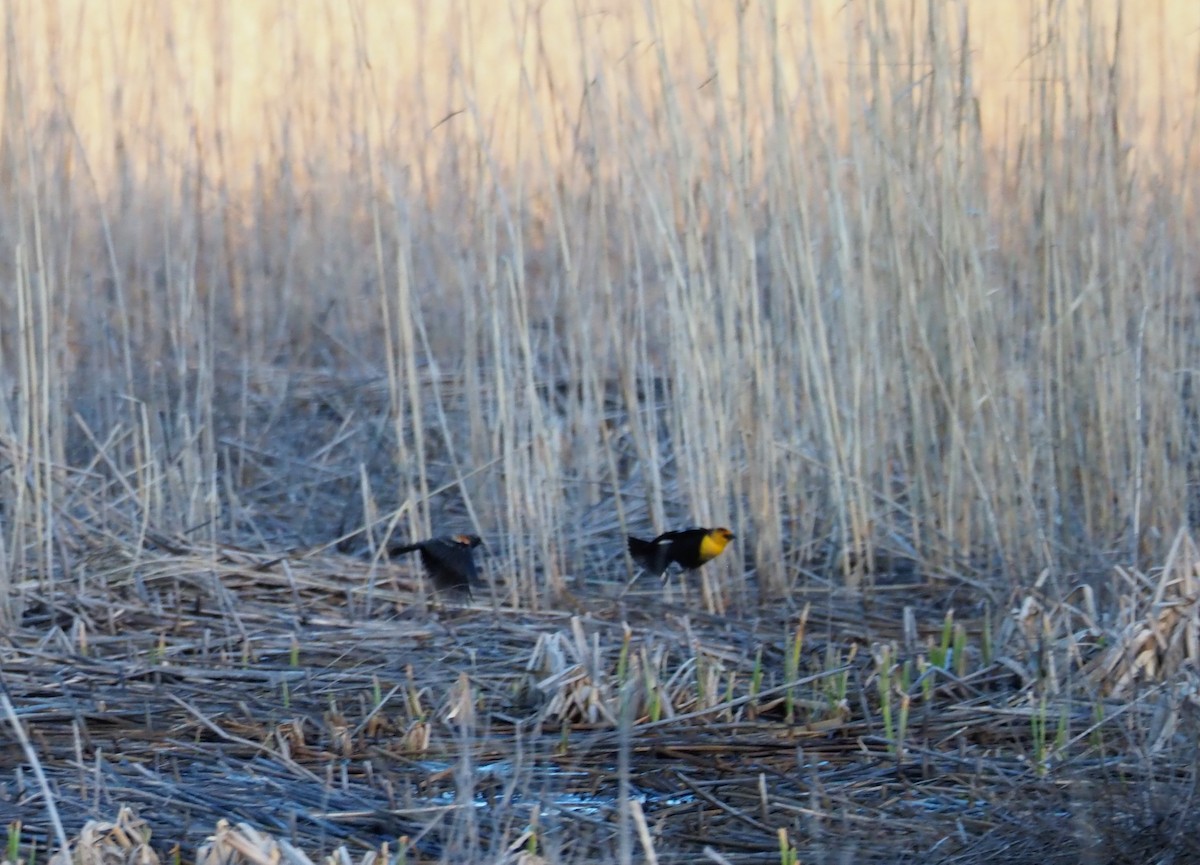 Yellow-headed Blackbird - ML95985691