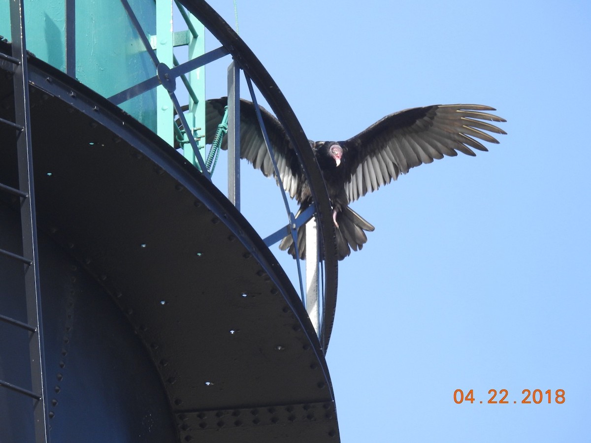 Turkey Vulture - ML95991661